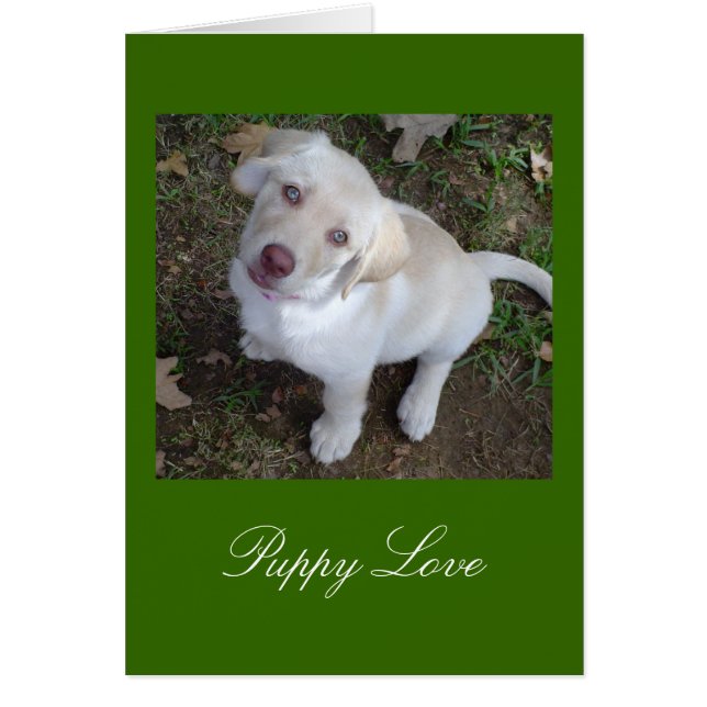 Puppy Kärlek Gult Labrador Retriever OBS Kort (Framsidan)