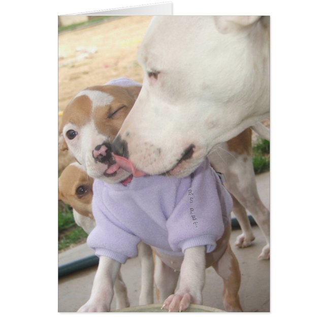 Puppy Kärlek Hälsningskort (Framsidan)