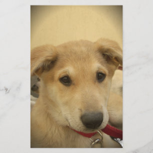 Puppy Kärlek: Människans bästa vän Brevpapper