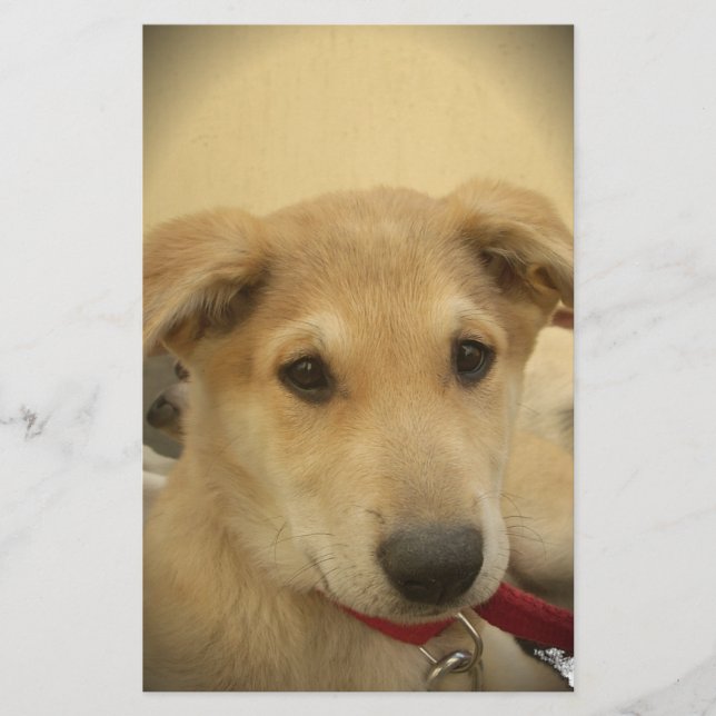 Puppy Kärlek: Människans bästa vän Brevpapper (Framsida)