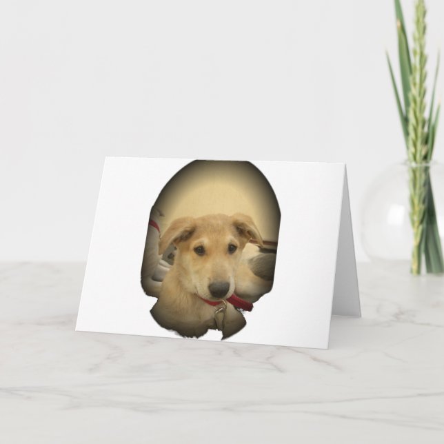 Puppy Kärlek: Människans bästa vän Kort (Framsida)