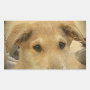 Puppy Kärlek: Människans bästa vän Rektangulärt Klistermärke