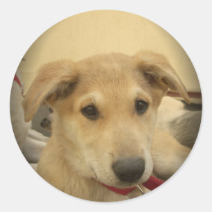 Puppy Kärlek: Människans bästa vän Runt Klistermärke