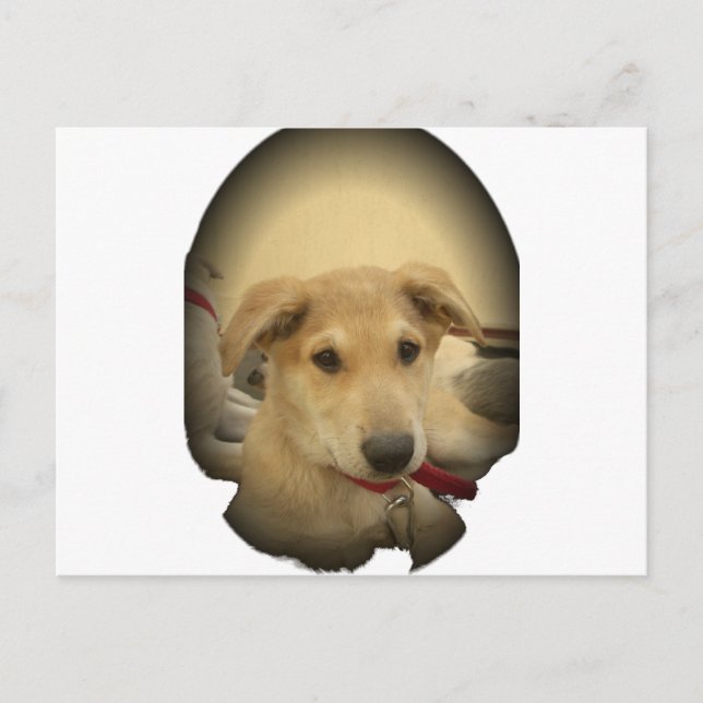 Puppy Kärlek: Människans bästa vän Vykort (Framsida)