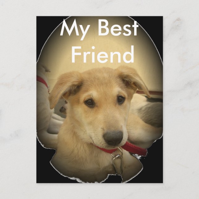 Puppy Kärlek: Människans bästa vän Vykort (Framsida)