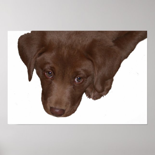 Puppy Kärlek Poster (Framsidan)