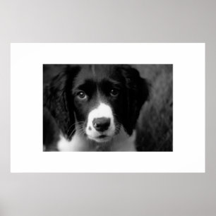 Puppy Kärlek Poster