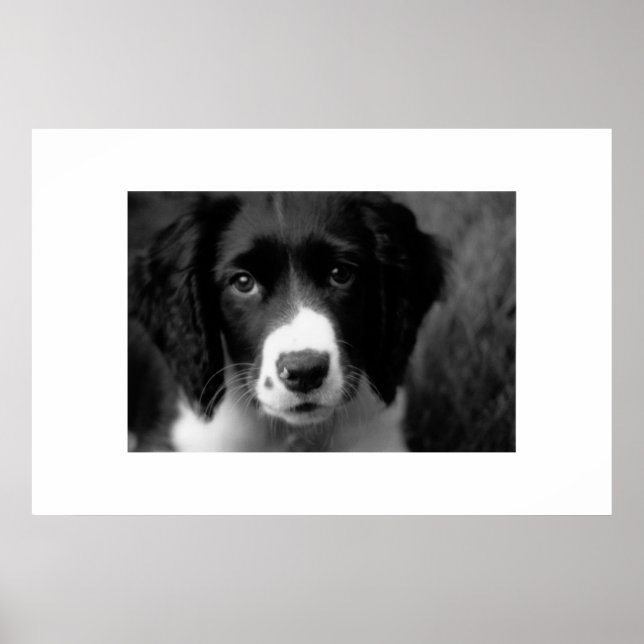 Puppy Kärlek Poster (Framsidan)