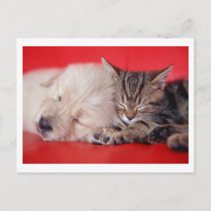 Puppy & Kitten Vykort