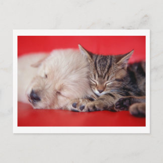 Puppy & Kitten Vykort