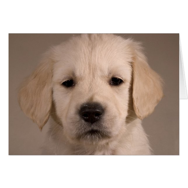 Puppy. Kort efter cARTerART (Framsidan Horizontal)