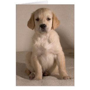 Puppy. Kort efter cARTerART