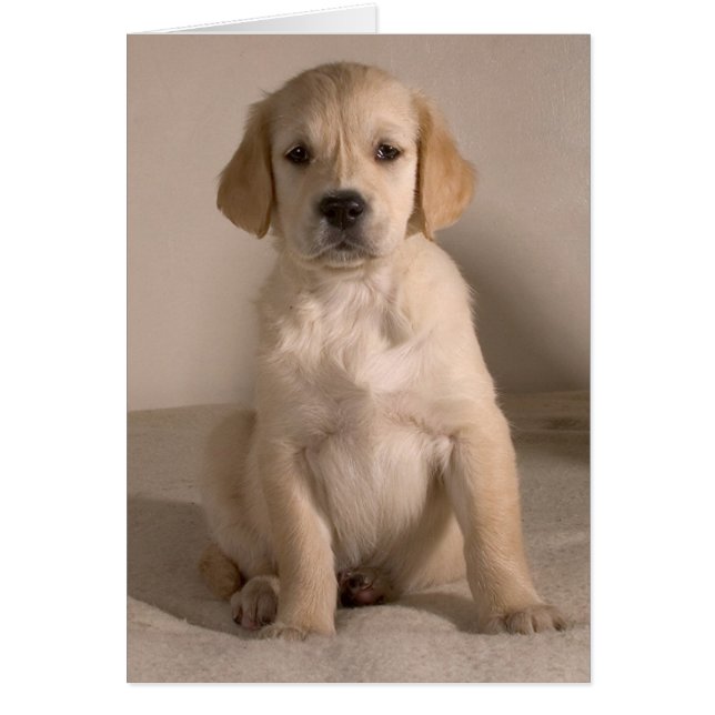 Puppy. Kort efter cARTerART (Framsidan)