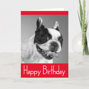 Puppy-kort för Grattis på födelsedagen Fransk - Ve Kort
