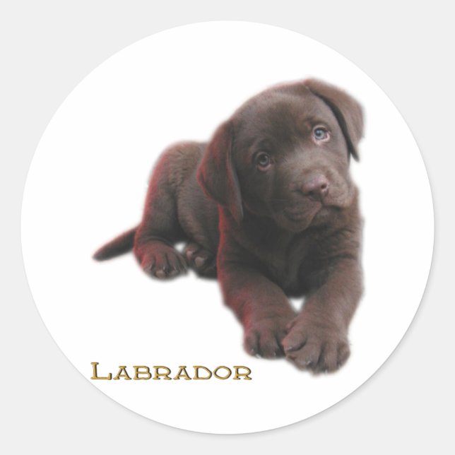 Puppy Lab Runt Klistermärke (Framsida)
