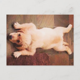Puppy Lay Funny Vykort