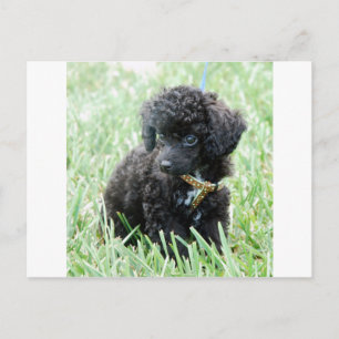 Puppy leksak Pudel Vykort
