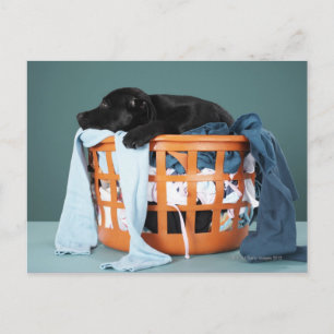 Puppy ljugande i tvätt basket vykort