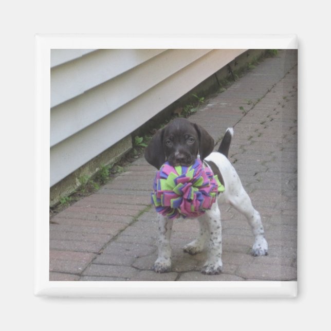 puppy magnet (Framsidan)