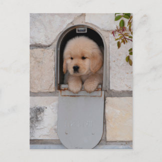 Puppy Mail Vykort