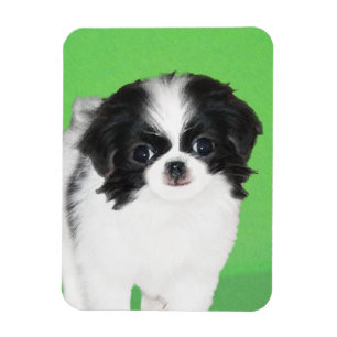 Puppy-målning för japanska chin - originalbild a magnet