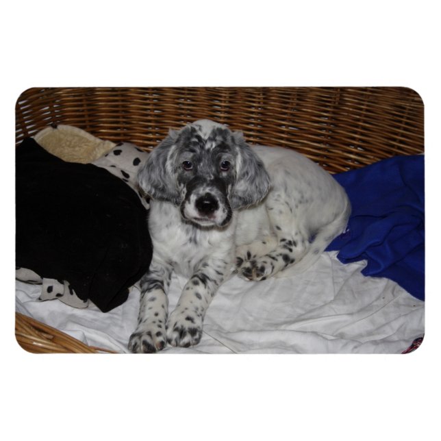 Puppy med engelska bokstäver magnet (Horisontell)