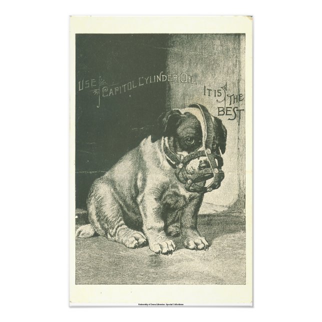 Puppy med muzzle Ephemera Photo Print Fototryck (Framsidan)