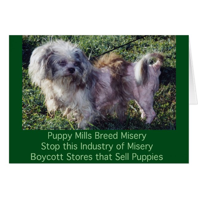 Puppy Mills-kort för avkomma Hälsningskort (Framsidan Horizontal)