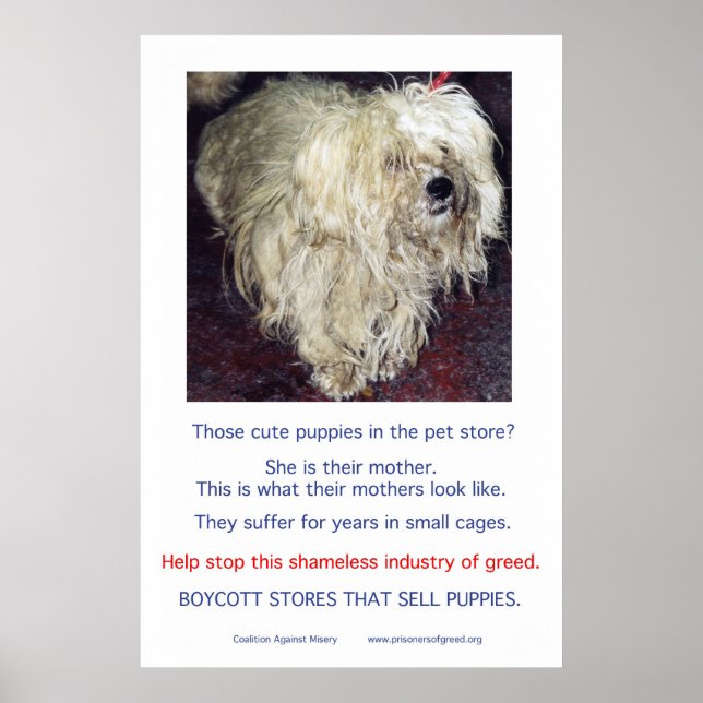 Puppy Mills-misären Poster (Framsidan)