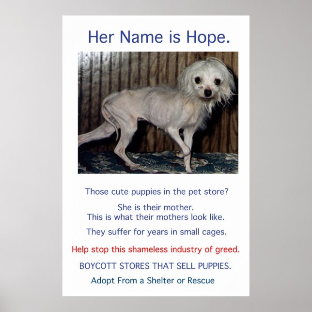 Puppy Mills-misären Poster (Framsidan)