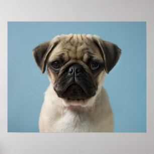 Puppy mot blå bakgrund poster