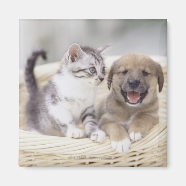 Puppy och Baby Cat Magnet (Framsidan)