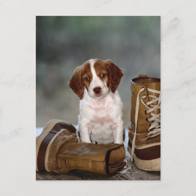 Puppy och Boots Vykort (Framsida)