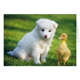 Puppy och Duckling Hälsningskort