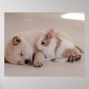 Puppy och kanin poster