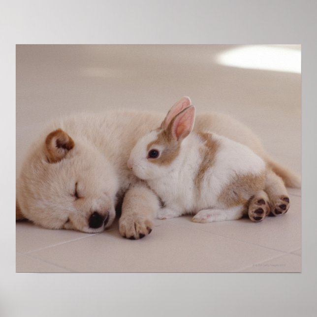 Puppy och kanin poster (Framsidan)