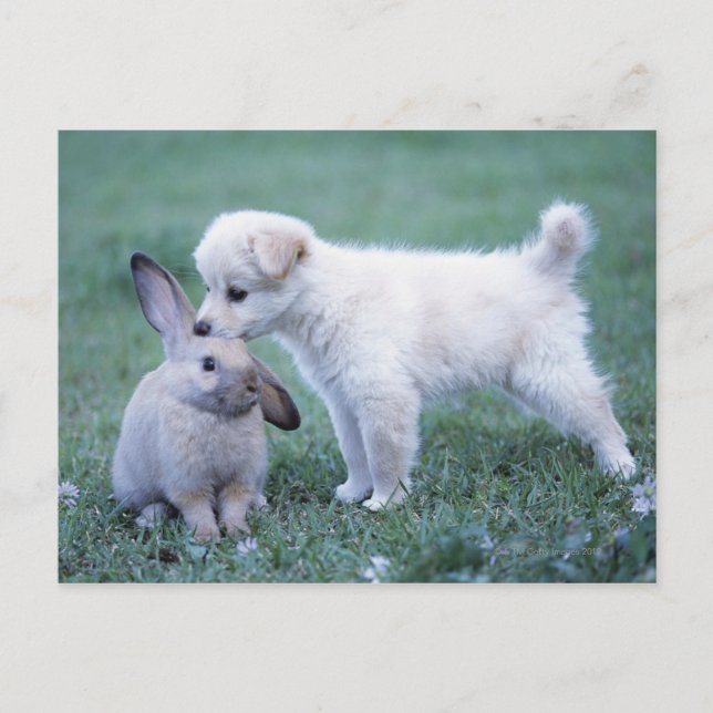 Puppy och Lop Ear Rabbit på gräsmatta Vykort (Framsida)