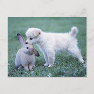 Puppy och Lop Ear Rabbit på gräsmatta Vykort
