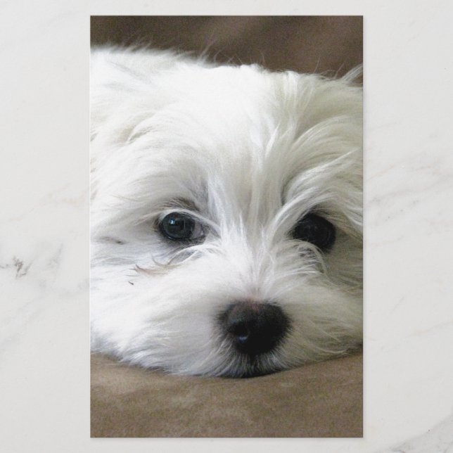 Puppy Öga (Framsida)