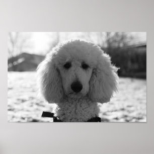 Puppy Öga Ansikte i Svarta havet och vita Pudel Poster