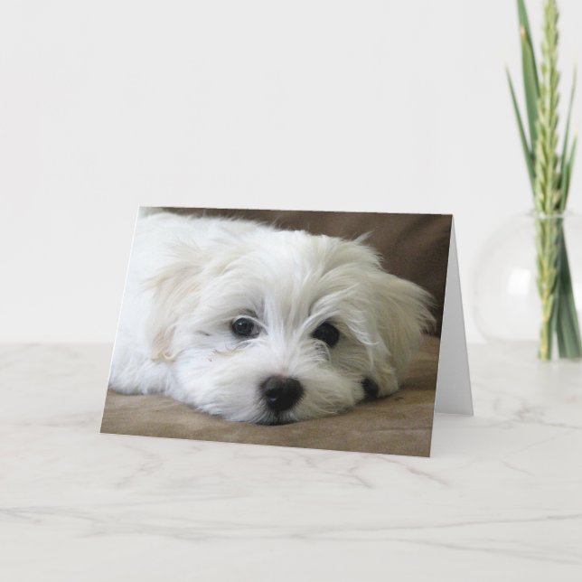 Puppy Öga Kort (Framsida)