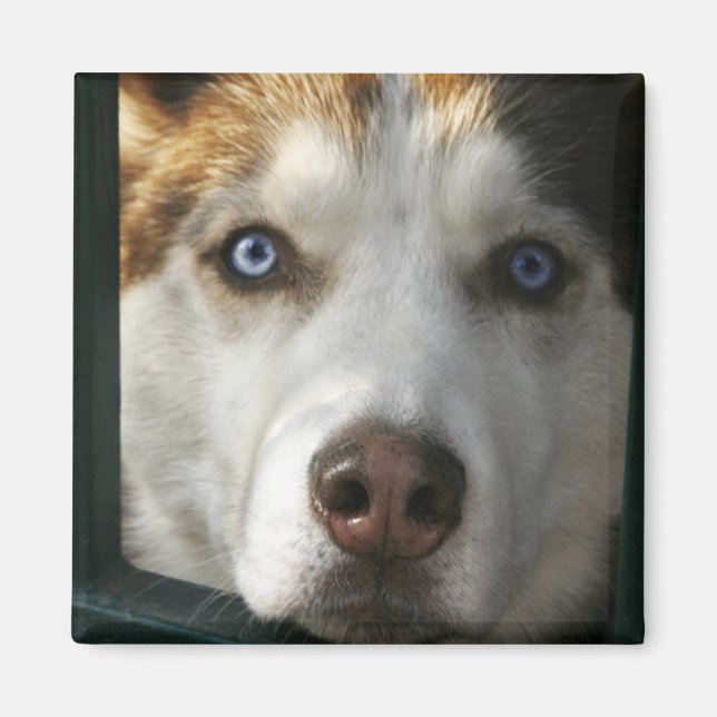 Puppy Ögon Magnet (Framsidan)