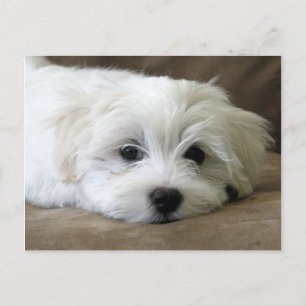 Puppy Ögon Vykort