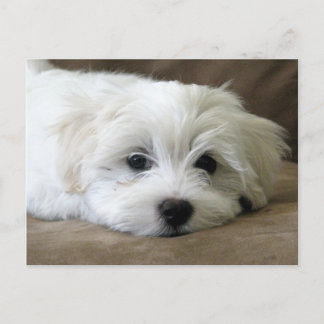 Puppy Ögon Vykort