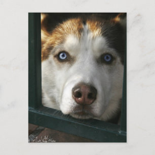 Puppy Ögon vykort