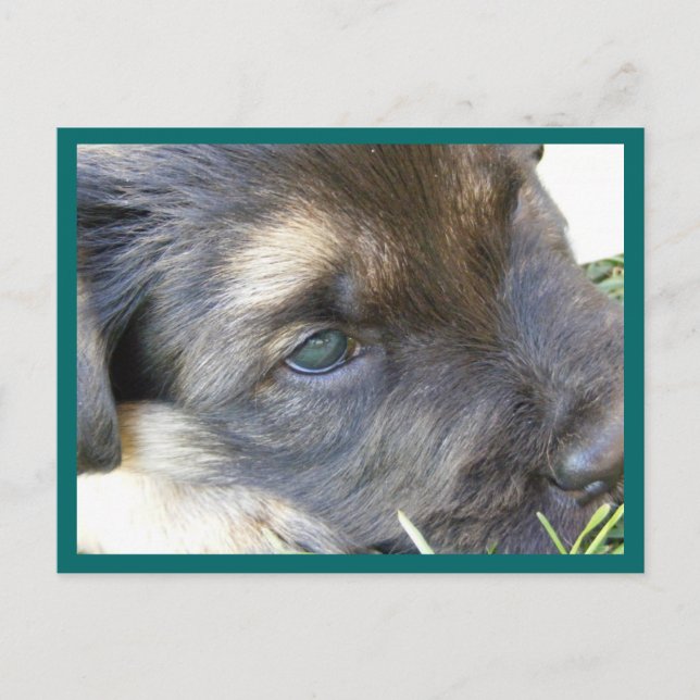 Puppy Ögon vykort (Framsida)