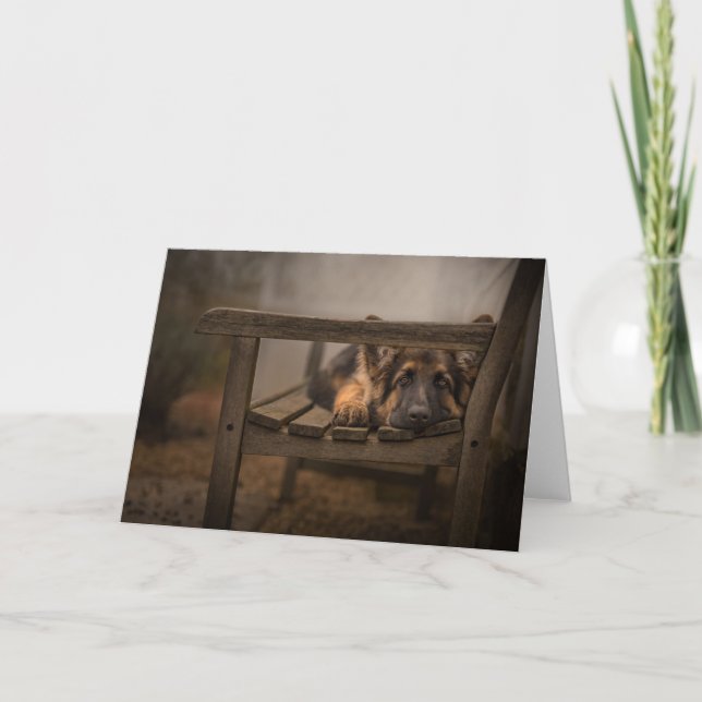 Puppy på bänk kort (Framsida)