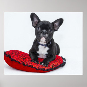 Puppy på Red Cushion Poster