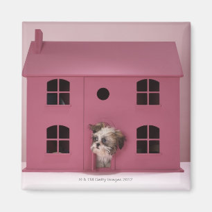 Puppy peering ur dockans hus magnet