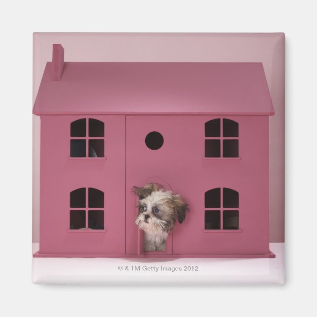 Puppy peering ur dockans hus magnet (Framsidan)